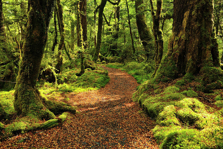 Path Through Rainforest Photograph by Raimund Linke