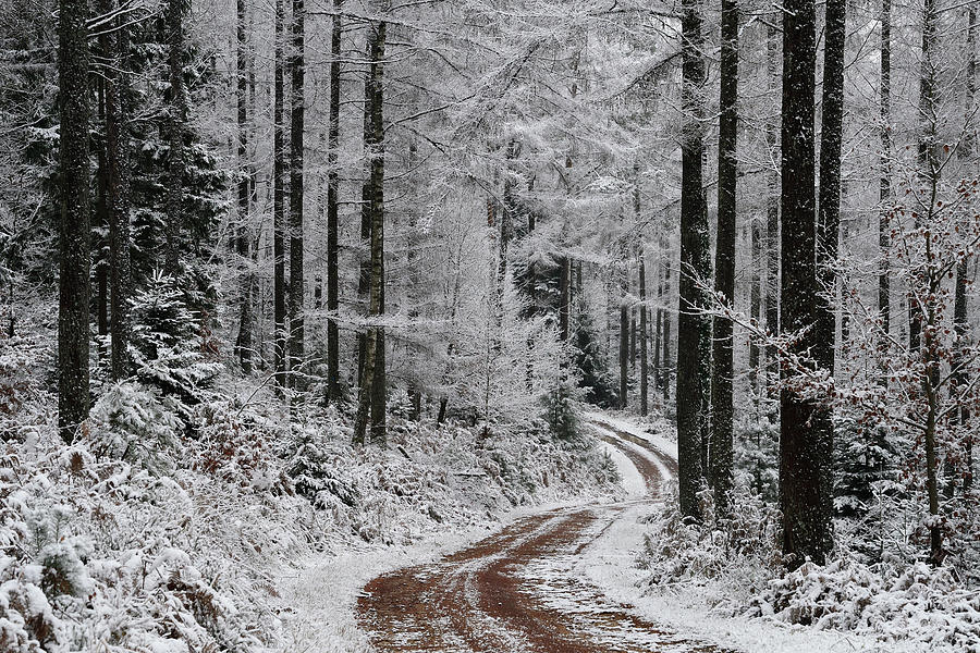 Path Through Snow Covered Larch Forest Vosges France Photograph By Fabrice Cahez Naturepl Com