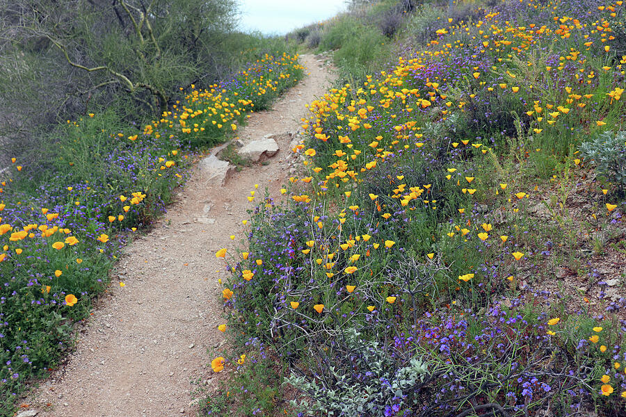 Path Through the Desert Wildflowers Photograph by David T Wilkinson