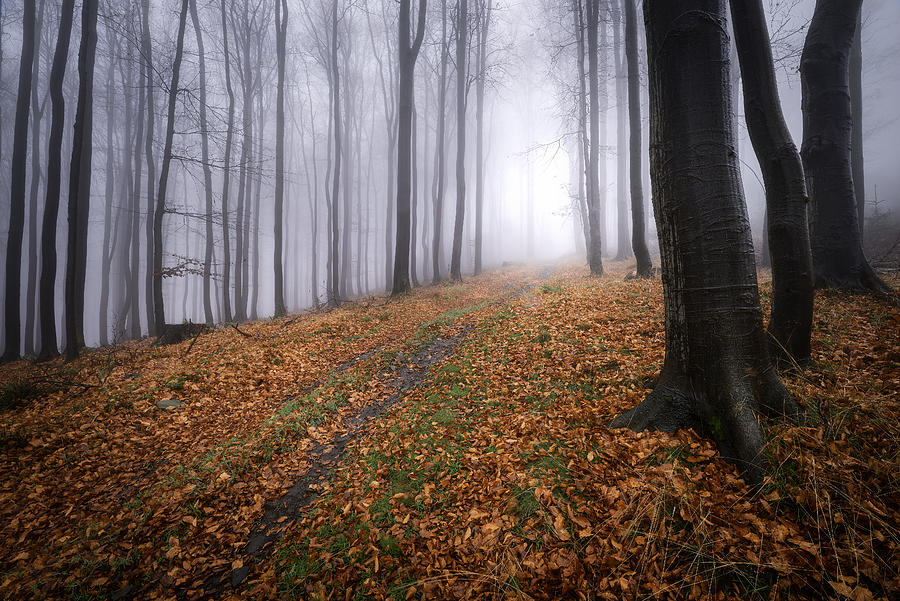 Path Through The Forest Photograph by Tom Pavlasek
