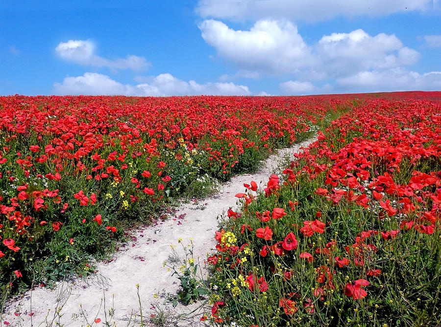 Path through the Poppies Photograph by Vanessa Thomas