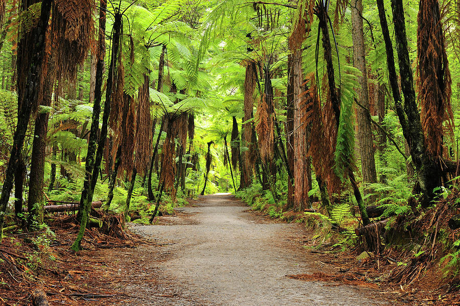 Path Through Whakarewarewa Forest Photograph by Raimund Linke