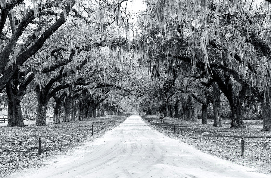 Path to the South at Boone Hall Plantation Photograph by John Rizzuto