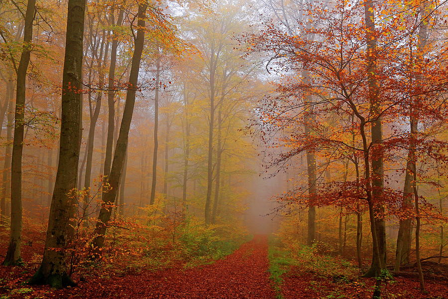 Pathway In Forest Digital Art by Hans-peter Merten - Fine Art America