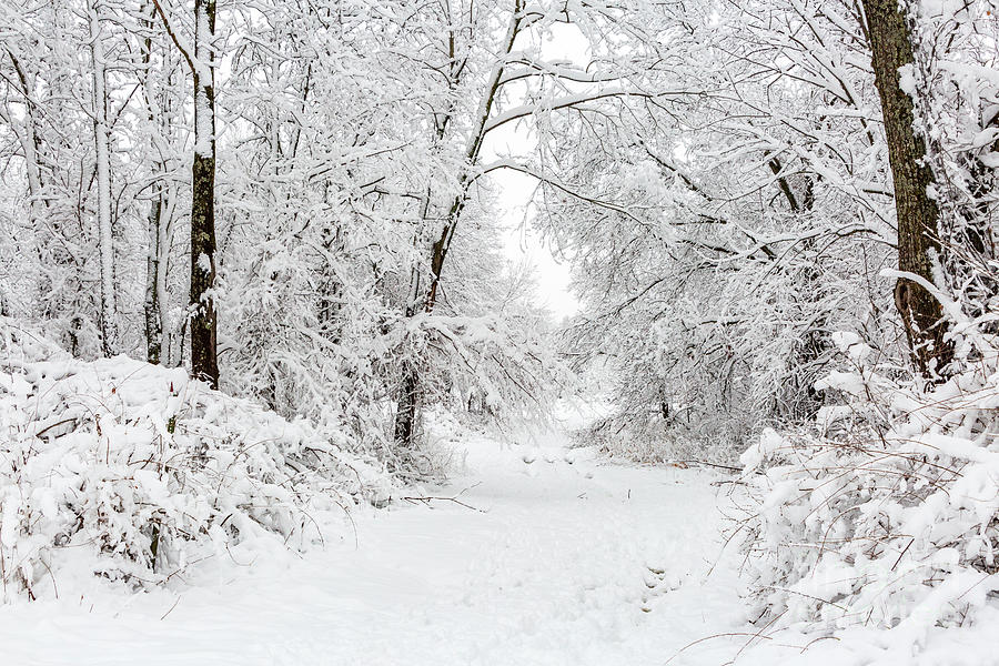 Pathway into the Snow Photograph by Terri Morris - Fine Art America