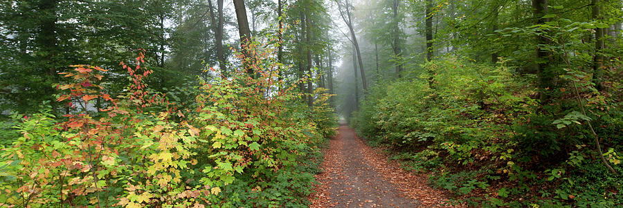 Pathway Passing Through A Forest Photograph by Panoramic Images - Fine ...