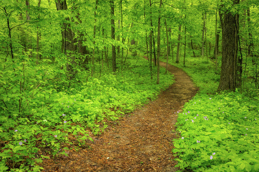 Pathway Photograph by Thomas Miller - Fine Art America