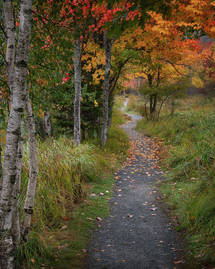 Pathway Through Autumns Colors Photograph by Darylann Leonard Photography