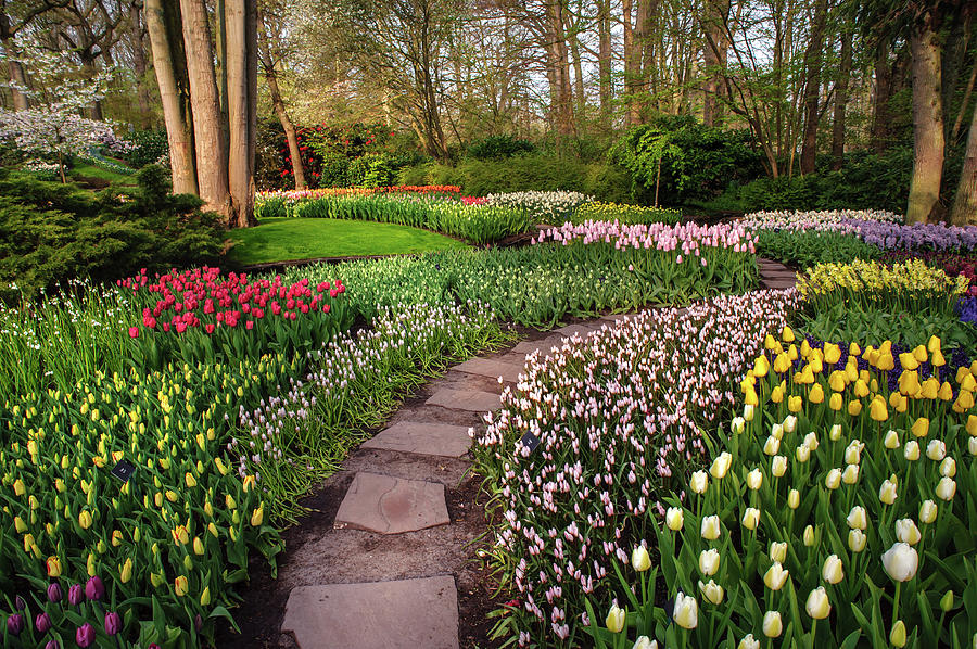 Pathway through Colorful Flowerbeds in Keukenhof Photograph by Jenny Rainbow