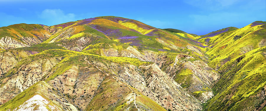 Pathway to Heaven - Carrizo Plain Superbloom Panorama 2017 Photograph by Lynn Bauer