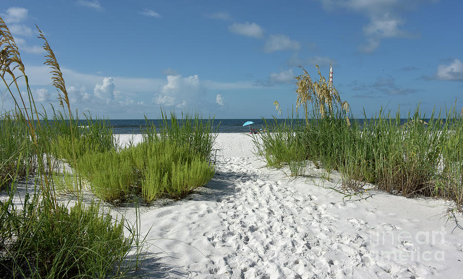 Pathway to the beach Photograph by Denise Lash - Fine Art America