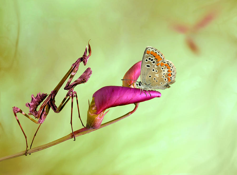 Butterfly Photograph - Patience by Jimmy Hoffman