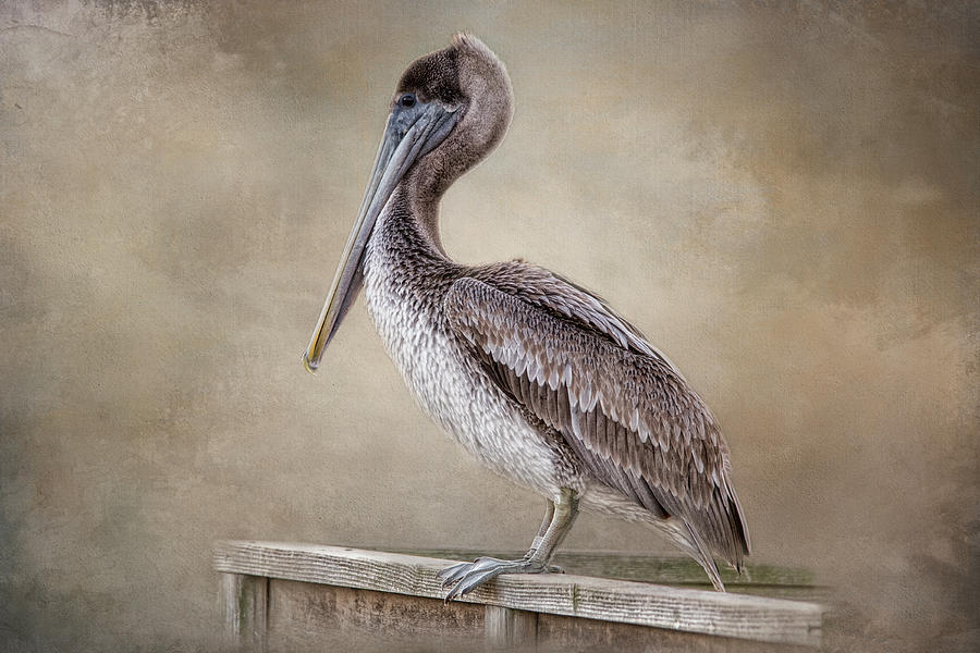 Patiently Waiting by Kelley Parker Patiently Waiting by Kelley Parker