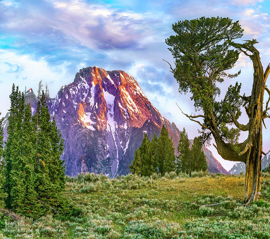 Patriarch Tree And Mt Moran Photograph by Tim Fitzharris