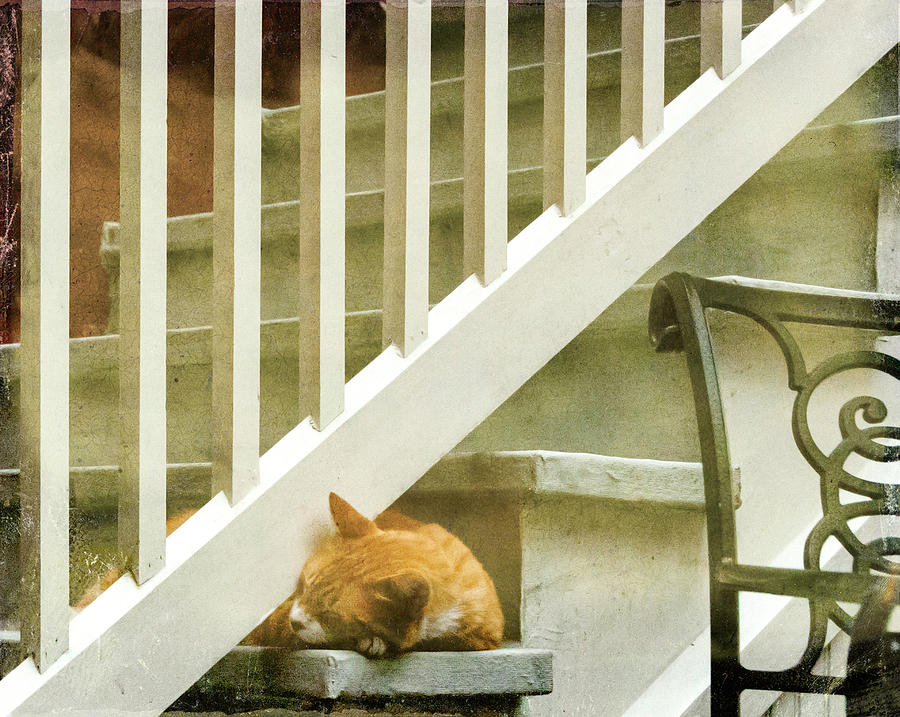 Patrick, resident cat Photograph by Kathleen Hoevet