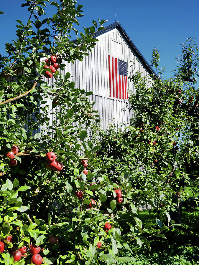 Barn Photograph - Patriotic Barn by Gail Peck