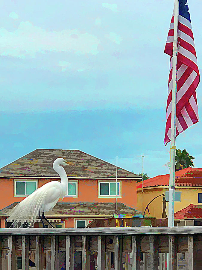 Patriotic Egret Photograph by Debra Martz