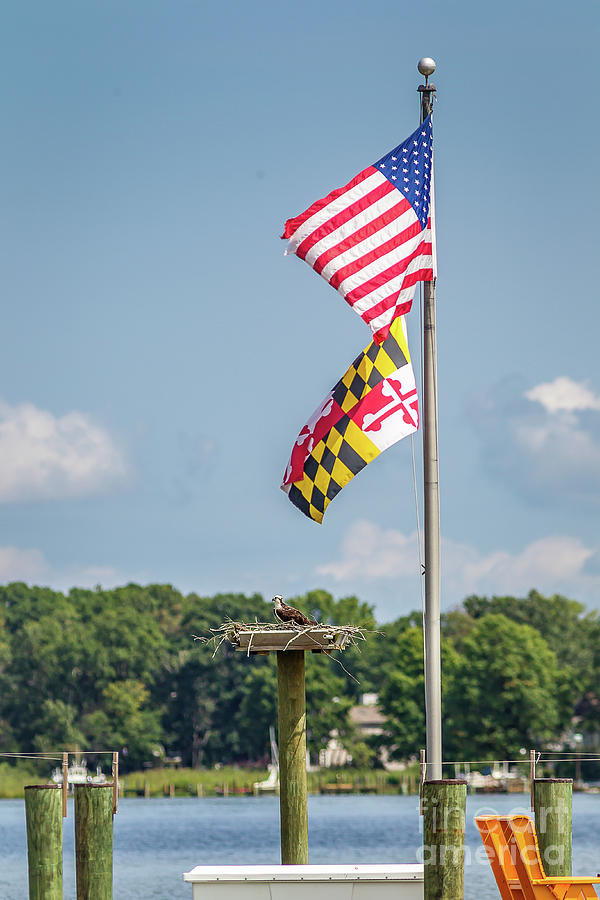 Patriotic Osprey Photograph by Kathy Sherbert