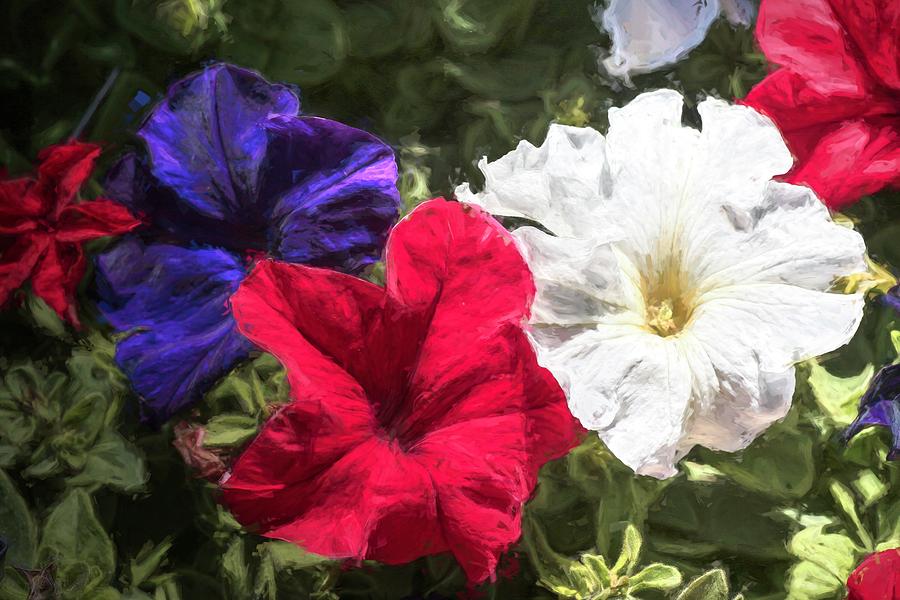 Patriotic Petunias Photograph by Donna Kennedy