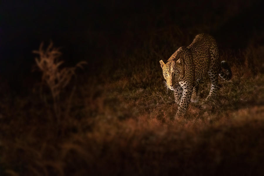 Leopard Photograph - Patrol by Richard Liu