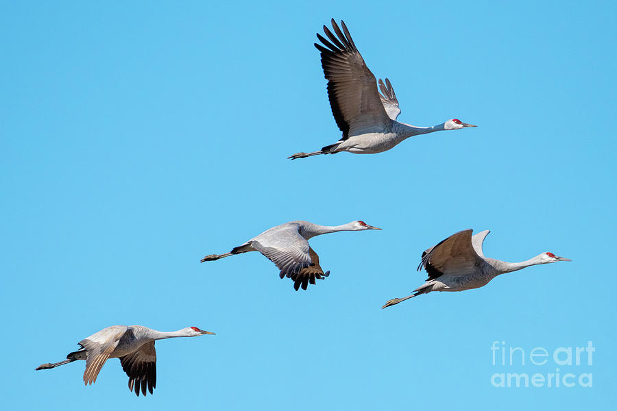 Wildlife Photograph - Pattern for Four by Michael Dawson