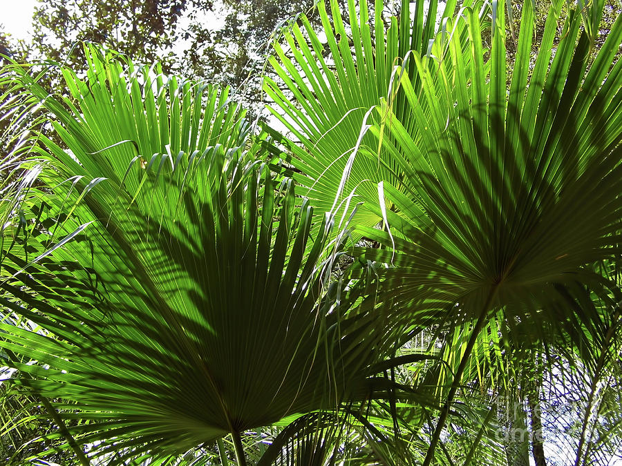 Pattern In The Palm Leaves Photograph by D Hackett