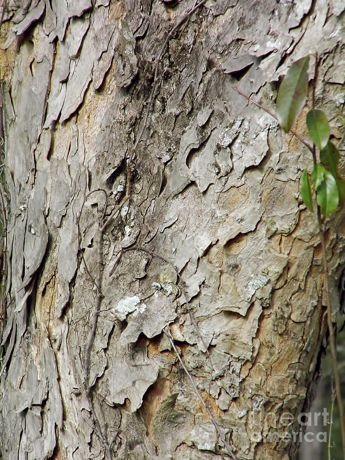 Pattern In The Tree Bark Photograph by D Hackett
