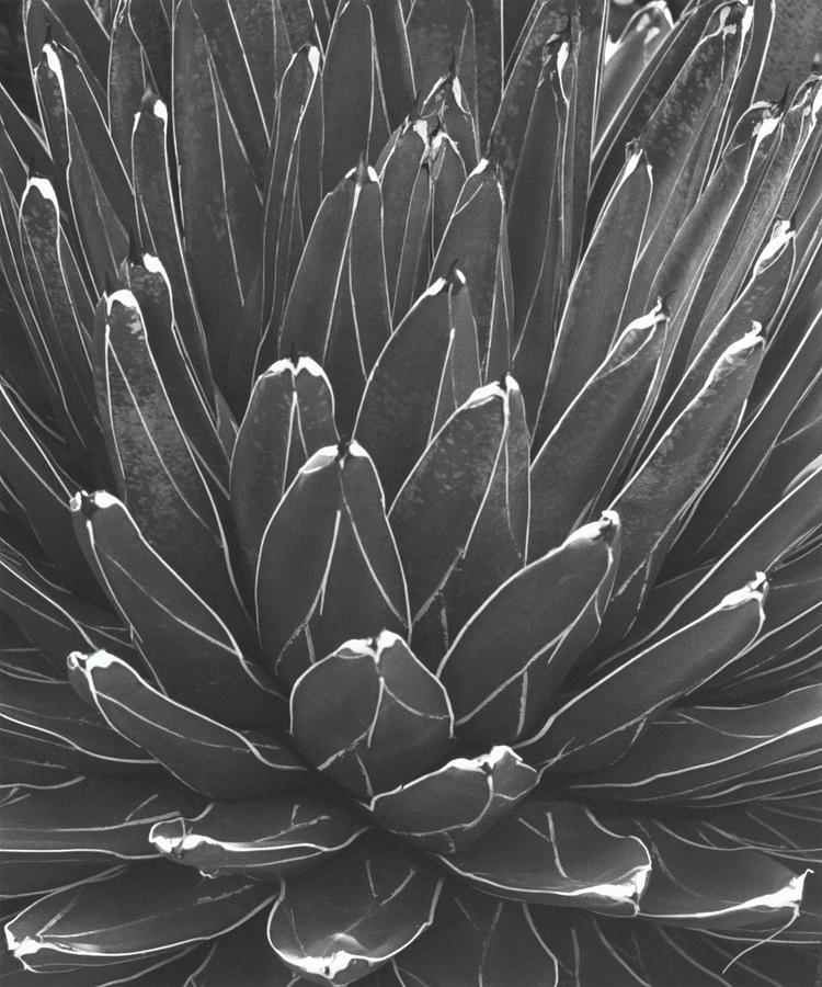 Pattern Of A Succulent Photograph by Horst P Horst