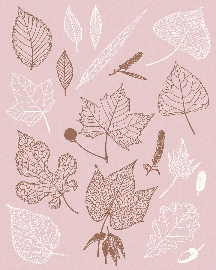 Fall Drawing - Pattern of Leaves by CSA Images