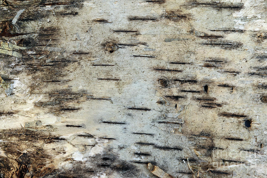 Pattern of the birch bark Photograph by Michal Boubin