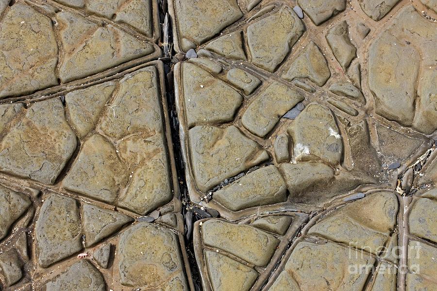 Patterns In Dolostone Coastal Rocks Photograph by Dr Keith Wheeler/science Photo Library