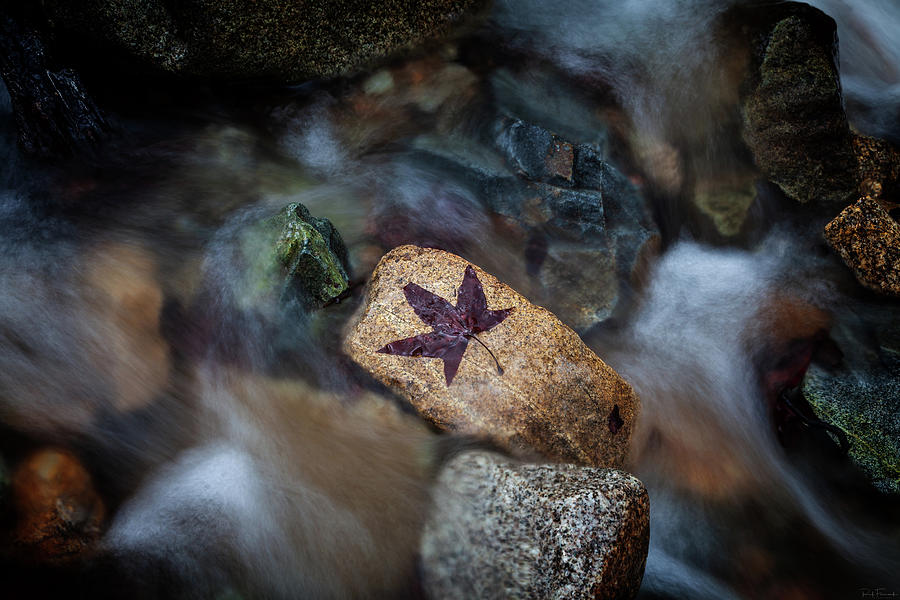 Patterns in Nature by Rick Furmanek Patterns in Nature by Rick Furmanek