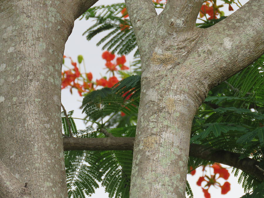 Patterns of a Poinciana Tree  Photograph by Joan Stratton