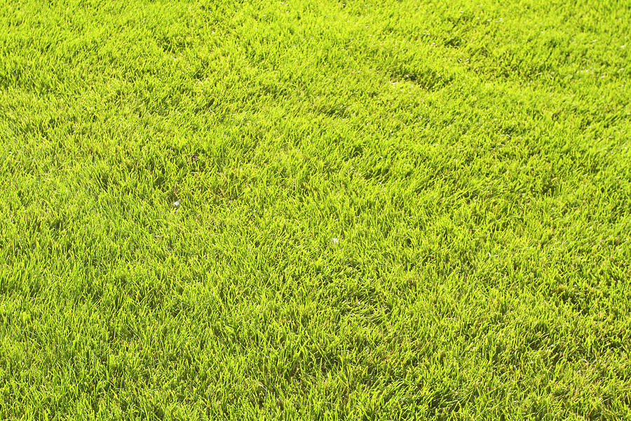 Patterns Of Grass Photograph by Mark Miller Photos