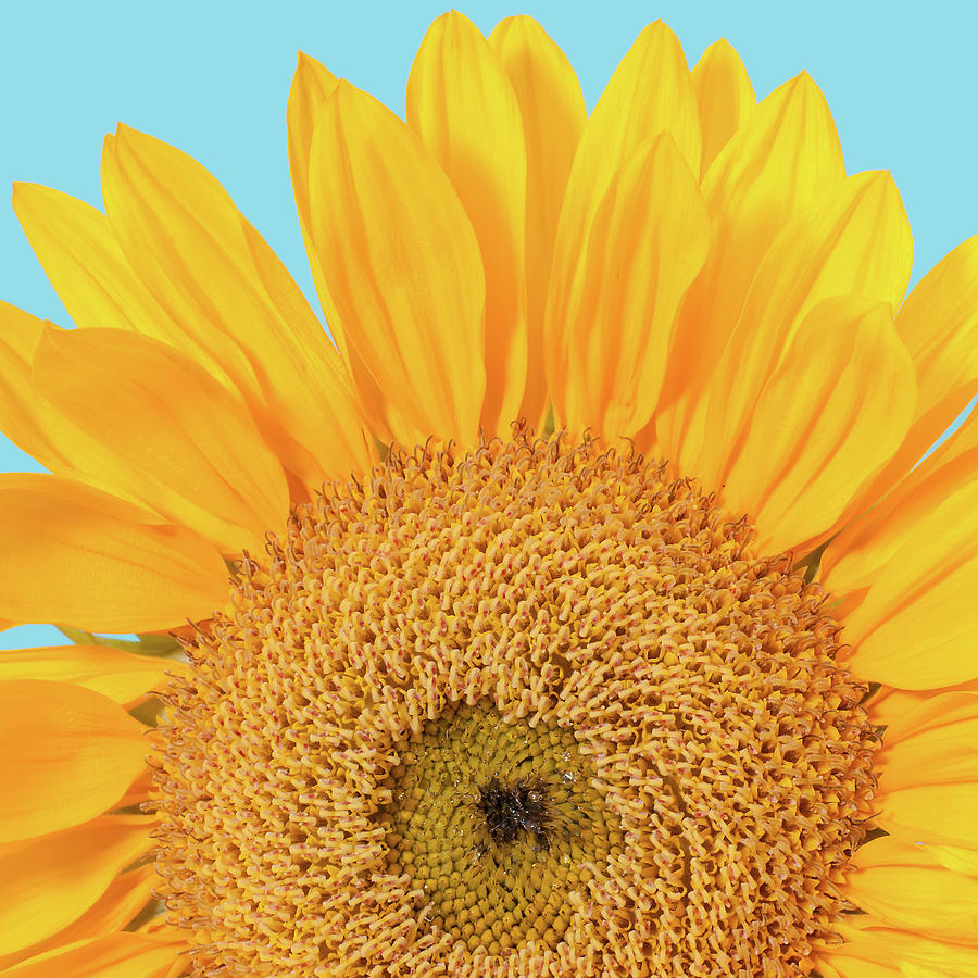 Patterns Of Yellow Sunflower On Blue Photograph by Travelif