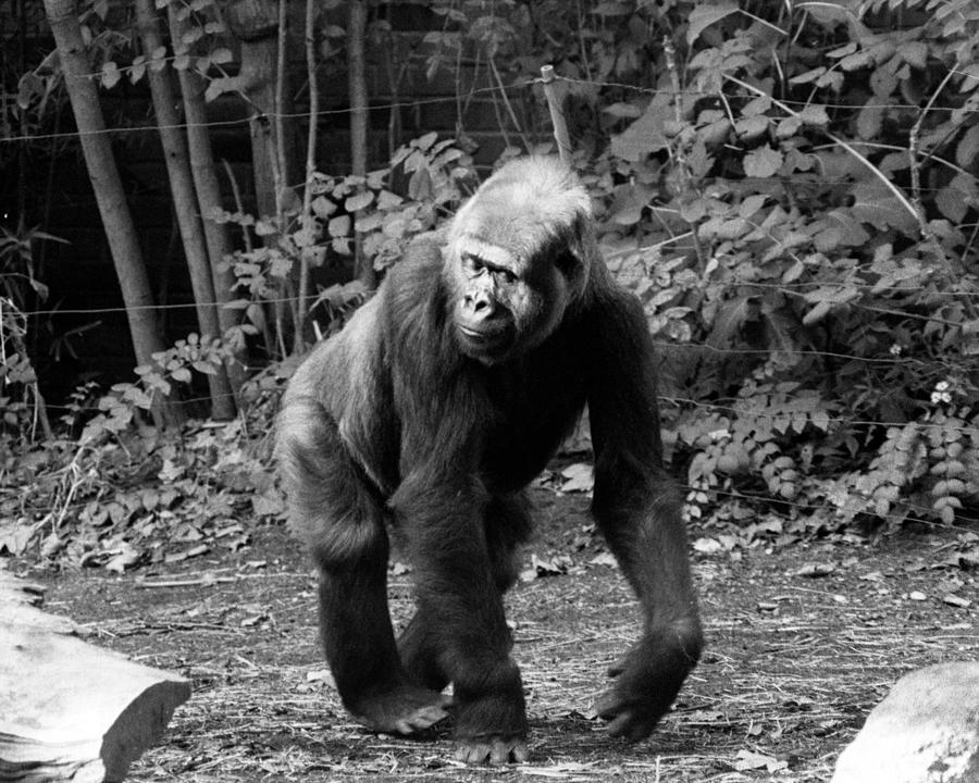 Pattycake, The Gorilla Photograph by New York Daily News