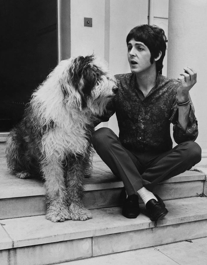 Paul Mccartney And His Dog Martha Photograph by Keystone-france