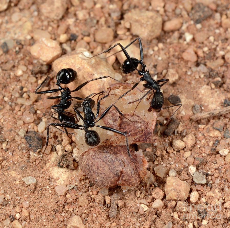 Pavement Ants Photograph by Nigel Downer/science Photo Library - Pixels