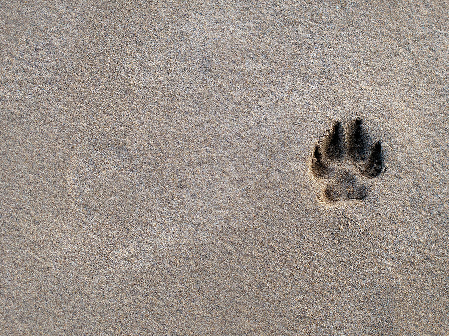 Paw print in beach sand Photograph by Seeables Visual Arts