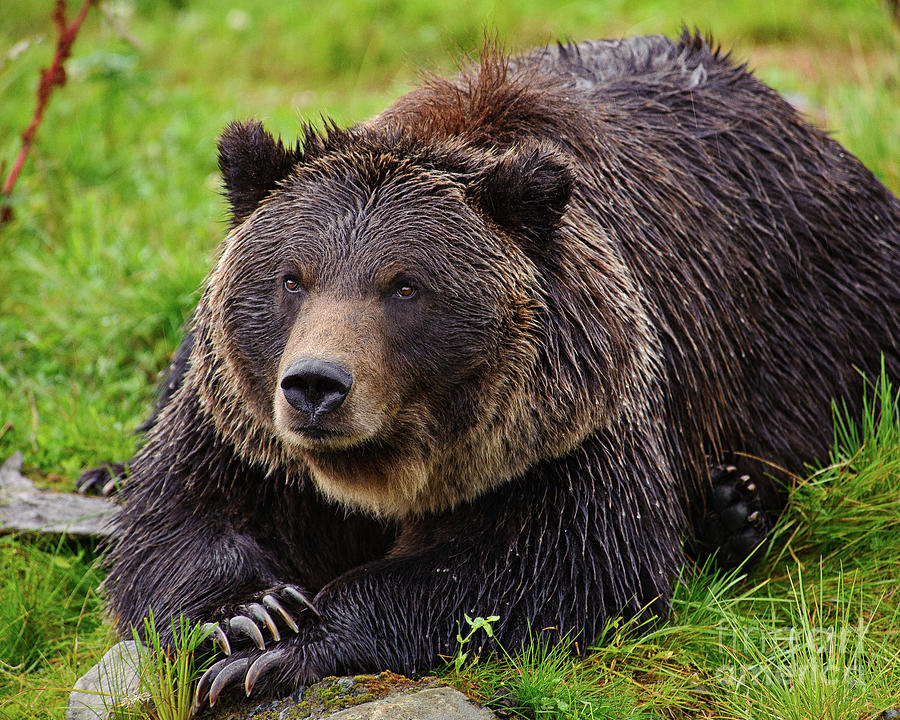 Paws Crossed Grizzly Bear Photograph by Timothy Flanigan - Fine Art America