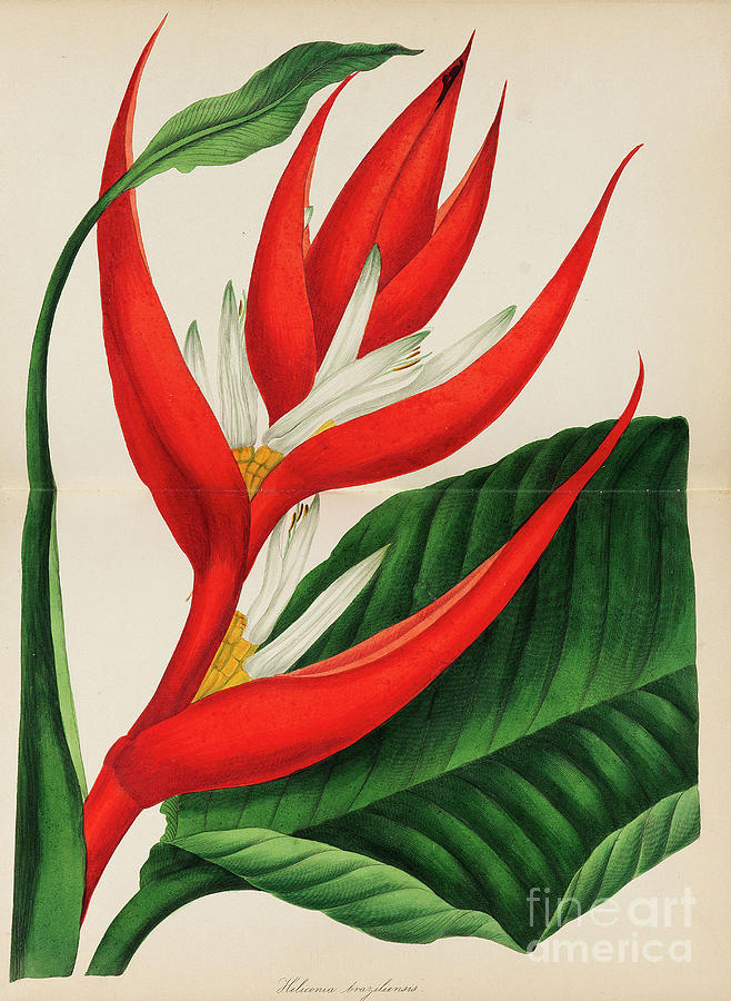Paxtons Magazine Of Botany Drawing by Heritage Images