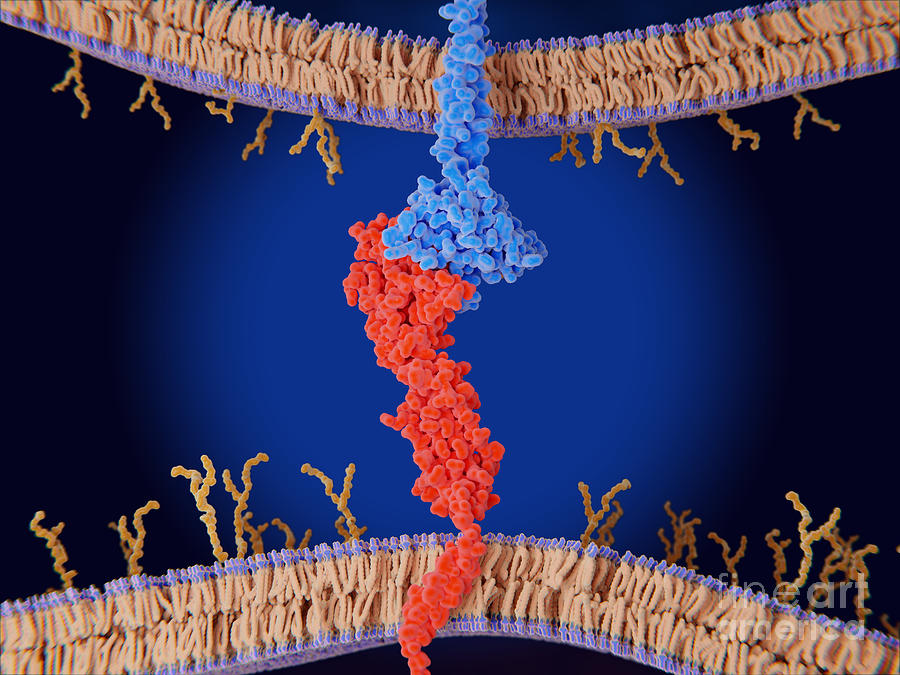 Biochemical Photograph - Pd-1 Binding To Pd-l1 by Juan Gaertner/science Photo Library