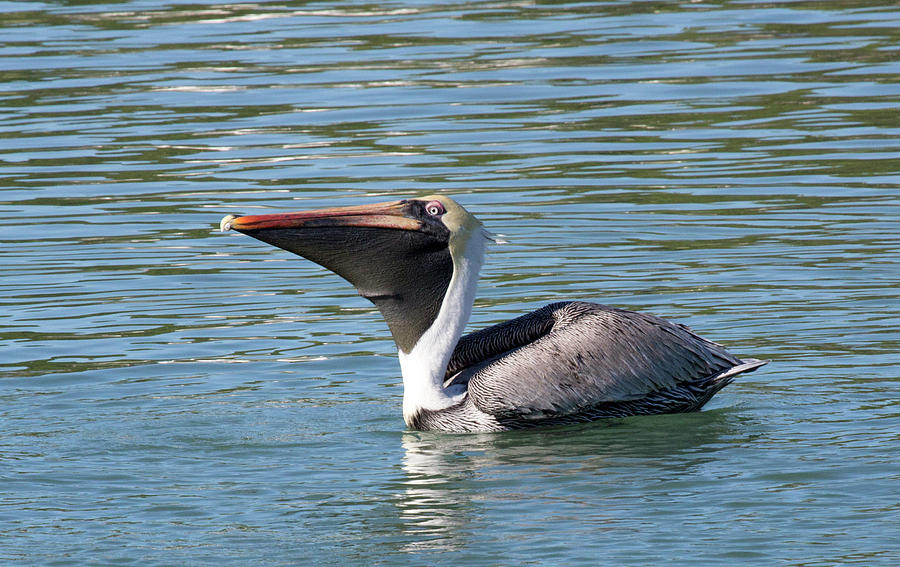 PE10 Pelican Swallowing A Fish Photograph by Judy Syring