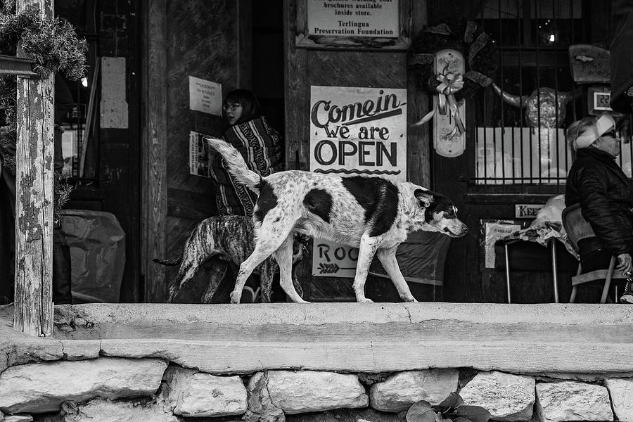 Pea Off Guard Dog No. 2 Photograph by Al White