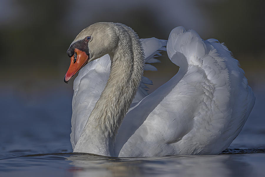 Peace And Quiet Of A White Swan Photograph by Dr. Eman Elghazzawy