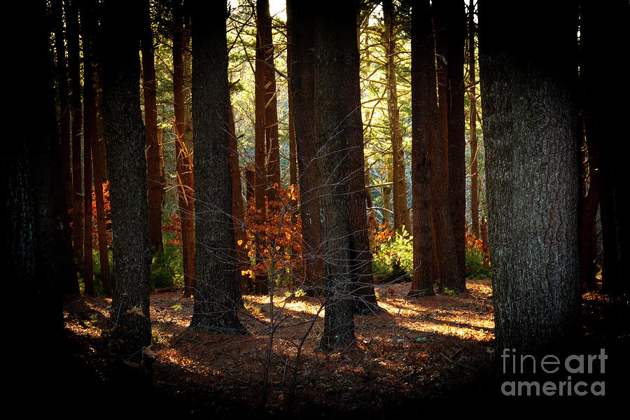 Nature Photograph - Peace And Quiet by Sharon Mayhak Nature Photograph - Peace And Quiet by Sharon Mayhak