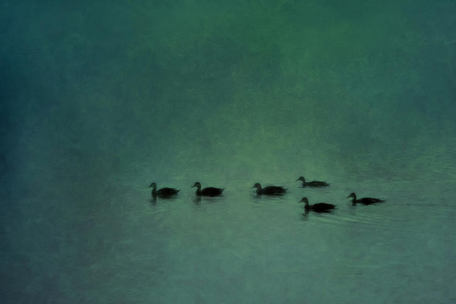 Peace - Ducks in the Mist Photograph by Mitch Spence