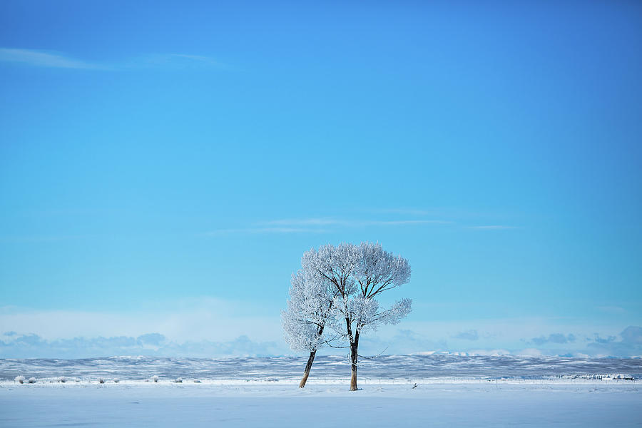 Peace in blue and white winter trees Photograph by Julieta Belmont