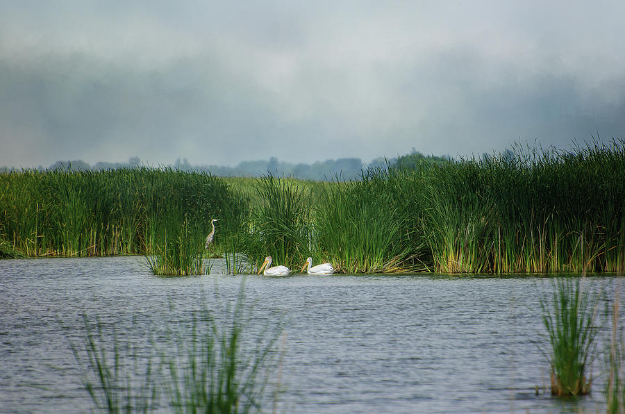 Peace In The Marsh Photograph by Susan McMenamin