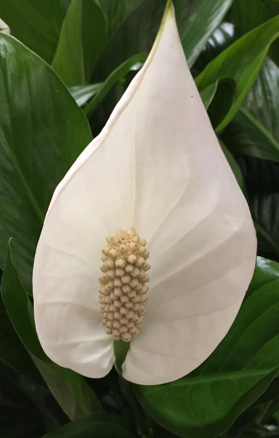 Peace Lily  Photograph by Tania Read